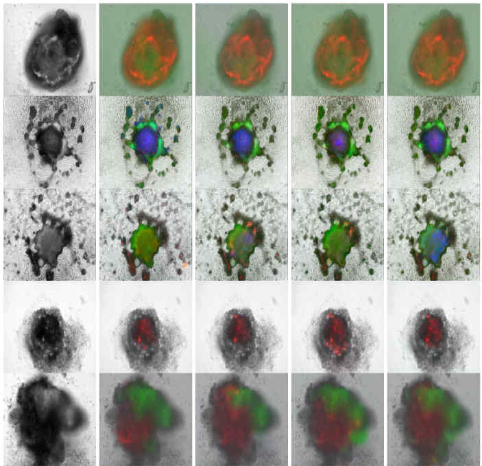 Generative AI for Cardiac Organoid Fluorescence Generation