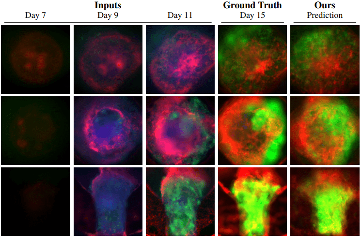 OrgaCast: A Trustworthy Spatiotemporal Diffusion Model for Fluorescence Organoid Forecasting